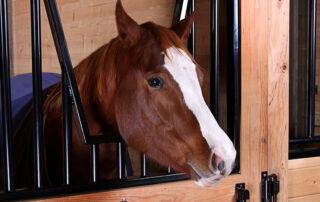 Hindgut Acidosis in Horses