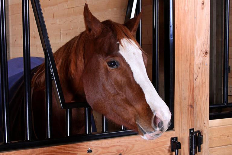 Hindgut Acidosis in Horses