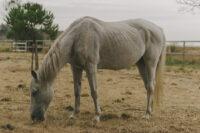 12 Best Ways to Naturally Prevent Ulcers in Horses