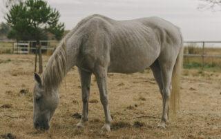How to Prevent Ulcers in Horses