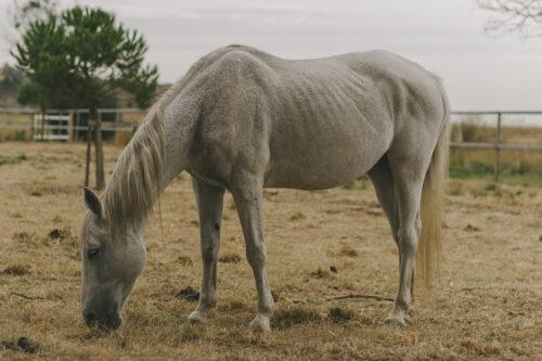 How to Prevent Ulcers in Horses