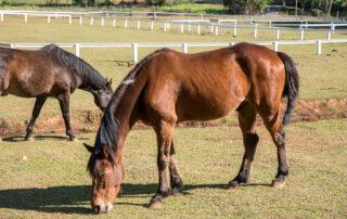 Inflammatory Bowel Disease in Horses