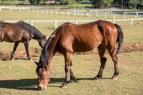 Inflammatory Bowel Disease in Horses