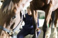 Laminitis in Horses: Symptoms, Causes, Risk Factors and Treatment