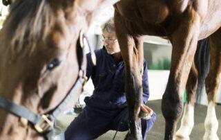 Laminitis in Horses
