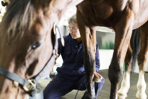 Laminitis in Horses