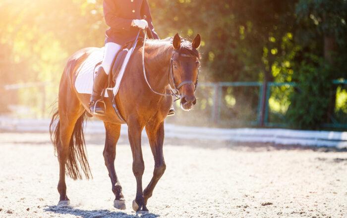 Omeprazole for Horses