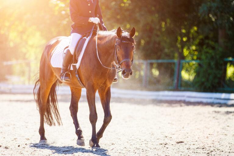 Omeprazole for Horses