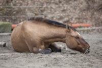 14 Best Ways to Naturally Prevent Colic in Horses [Countdown]
