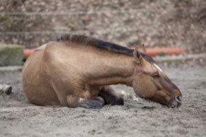 14 Best Ways to Naturally Prevent Colic in Horses [Countdown]