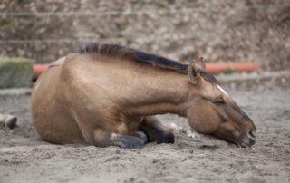 Prevent Colic in Horses