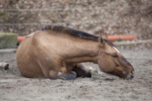 Prevent Colic in Horses