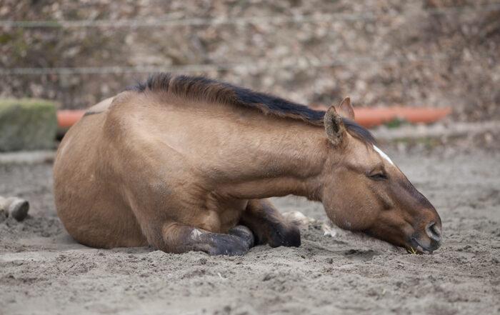 Prevent Colic in Horses