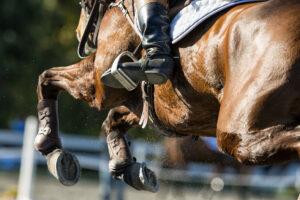 Stifle Lameness in Horses: Causes, Treatment & Prevention