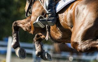 Stifle Joint Lameness