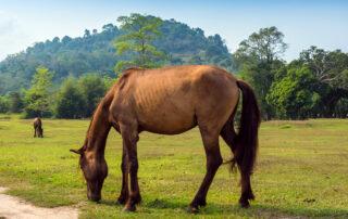 Supplements for Digestive Health in Horses