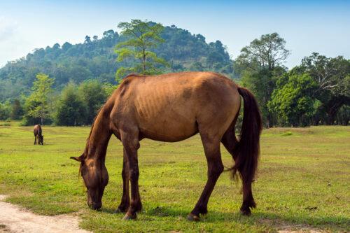 Supplements for Digestive Health in Horses