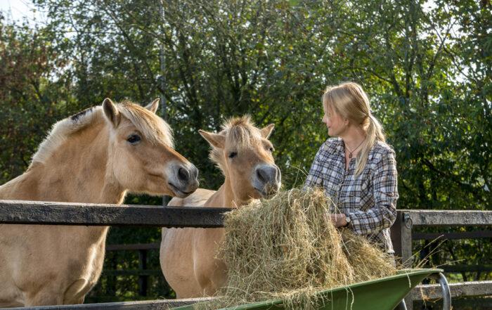Feeding Horses with Ulcers