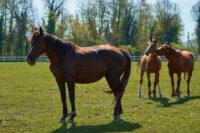 Side Effects of NSAID Use in Horses [Long-Term Risks]