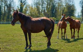 NSAIDs Side Effects for Horses