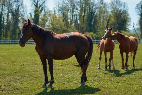 NSAIDs Side Effects for Horses