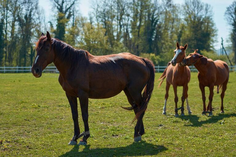 NSAIDs Side Effects for Horses