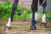 Navicular Syndrome in Horses: Symptoms, Treatment & Prevention