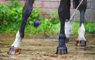 Navicular Syndrome in Horses