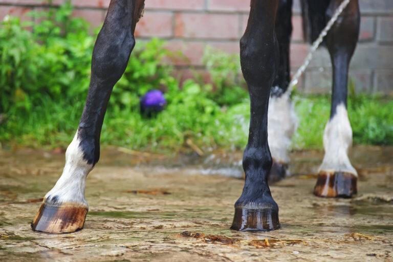 Navicular Syndrome in Horses