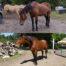 Omneity Before After - Senior Horse
