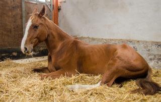 Right Dorsal Colitis in Horses