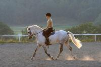 Squamous vs. Glandular Ulcers in Horses: What’s the Difference?