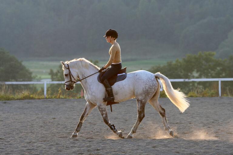 Squamous vs Glandular Ulcers in Horses