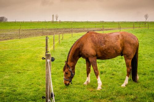 Body Condition Scoring your Horse