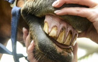 Equine Odontoclastic Tooth Resorption and Hypercementosis