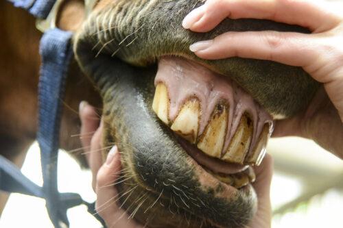 Equine Odontoclastic Tooth Resorption and Hypercementosis
