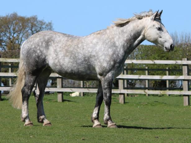 Fat (Obese) Body Condition Score Horse