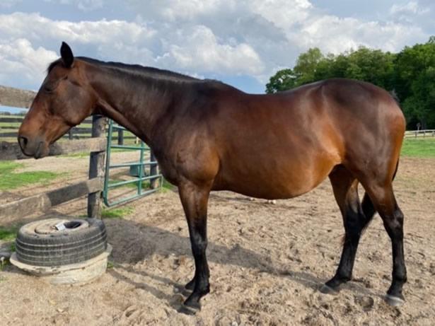Fleshy (Overweight) Body Condition Score Horse