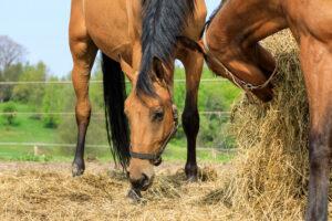 How to Choose the Right Hay for Your Horse [7-Step Guide]
