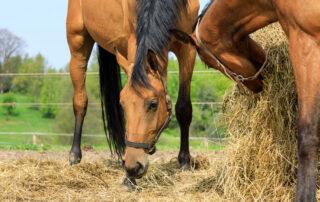 Hay Selection for Horses