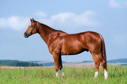 How to Build Your Horse’s Topline Muscles
