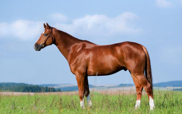 How to Build Your Horse’s Topline Muscles