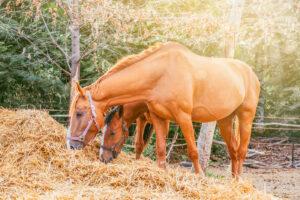 How and What to Feed a Horse with Diarrhea [Top 10 Tips]