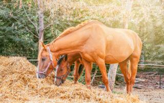 How to Feed a Horse with Diarrhea