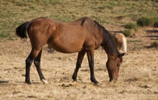 Internal Parasites in Horses