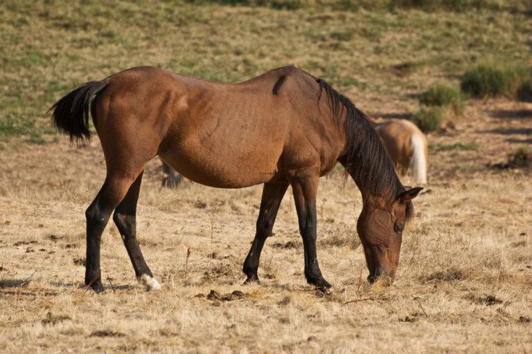 Internal Parasites in Horses