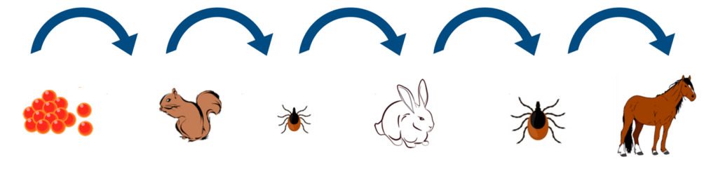 Lyme Disease Tick Life Cycle