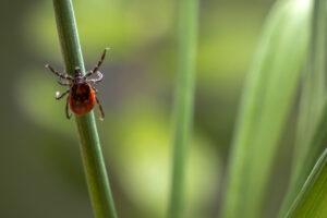 Lyme Disease in Horses: Symptoms, Testing, Prevention & Treatment