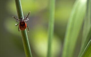 Lyme Disease in Horses