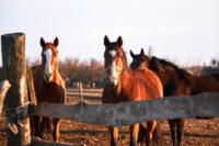 Minerals for Horses:  Requirements, Roles, Deficiency & Supplements